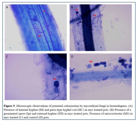 Cooperative Connection: Turf and Mycorrhizae Fungi